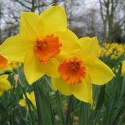 Daffodil
