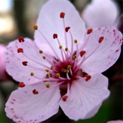 Blossoms