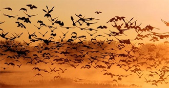 Books With Birds in the Title